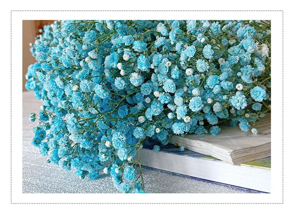40-50cm Natural Fresh Dried Flowers Gypsophila paniculata,Baby's Breath Flower bouquets,gift & Wedding Decoration,Home Decor