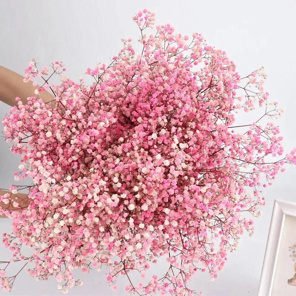 40-50cm Natural Fresh Dried Flowers Gypsophila paniculata,Baby's Breath Flower bouquets,gift & Wedding Decoration,Home Decor