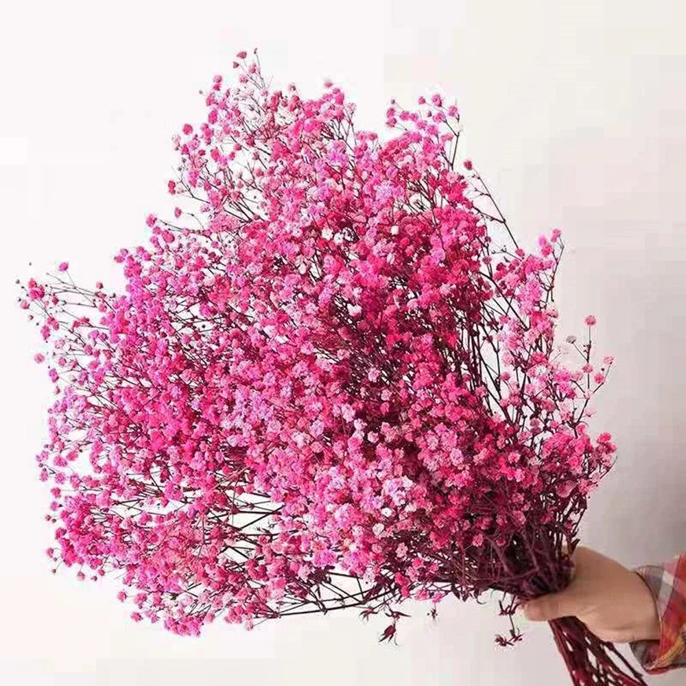 40-50cm Natural Fresh Dried Flowers Gypsophila paniculata,Baby's Breath Flower bouquets,gift & Wedding Decoration,Home Decor