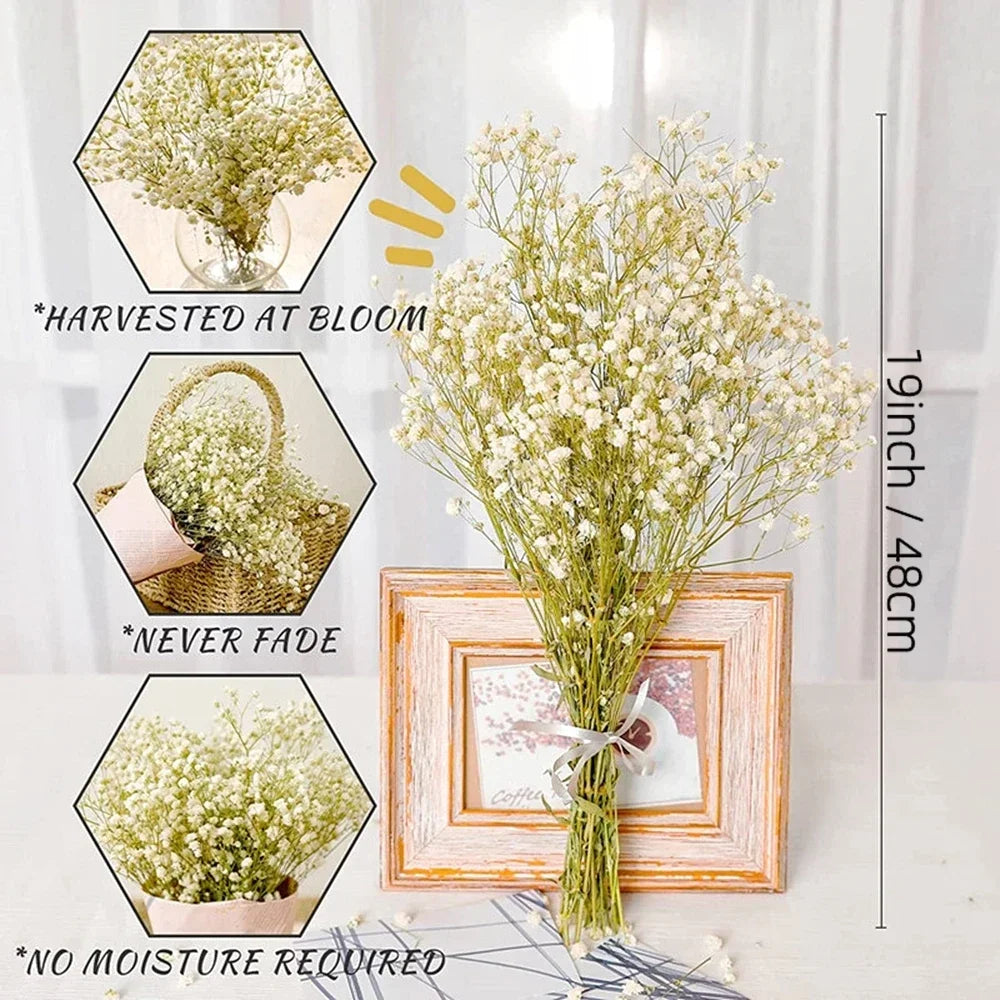 40-50cm Natural Fresh Dried Flowers Gypsophila paniculata,Baby's Breath Flower bouquets,gift & Wedding Decoration,Home Decor