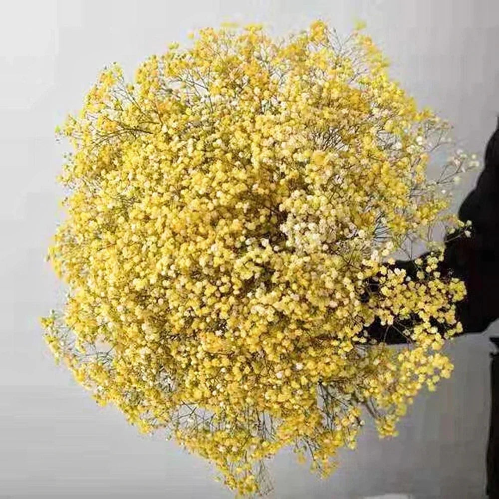 40-50cm Natural Fresh Dried Flowers Gypsophila paniculata,Baby's Breath Flower bouquets,gift & Wedding Decoration,Home Decor