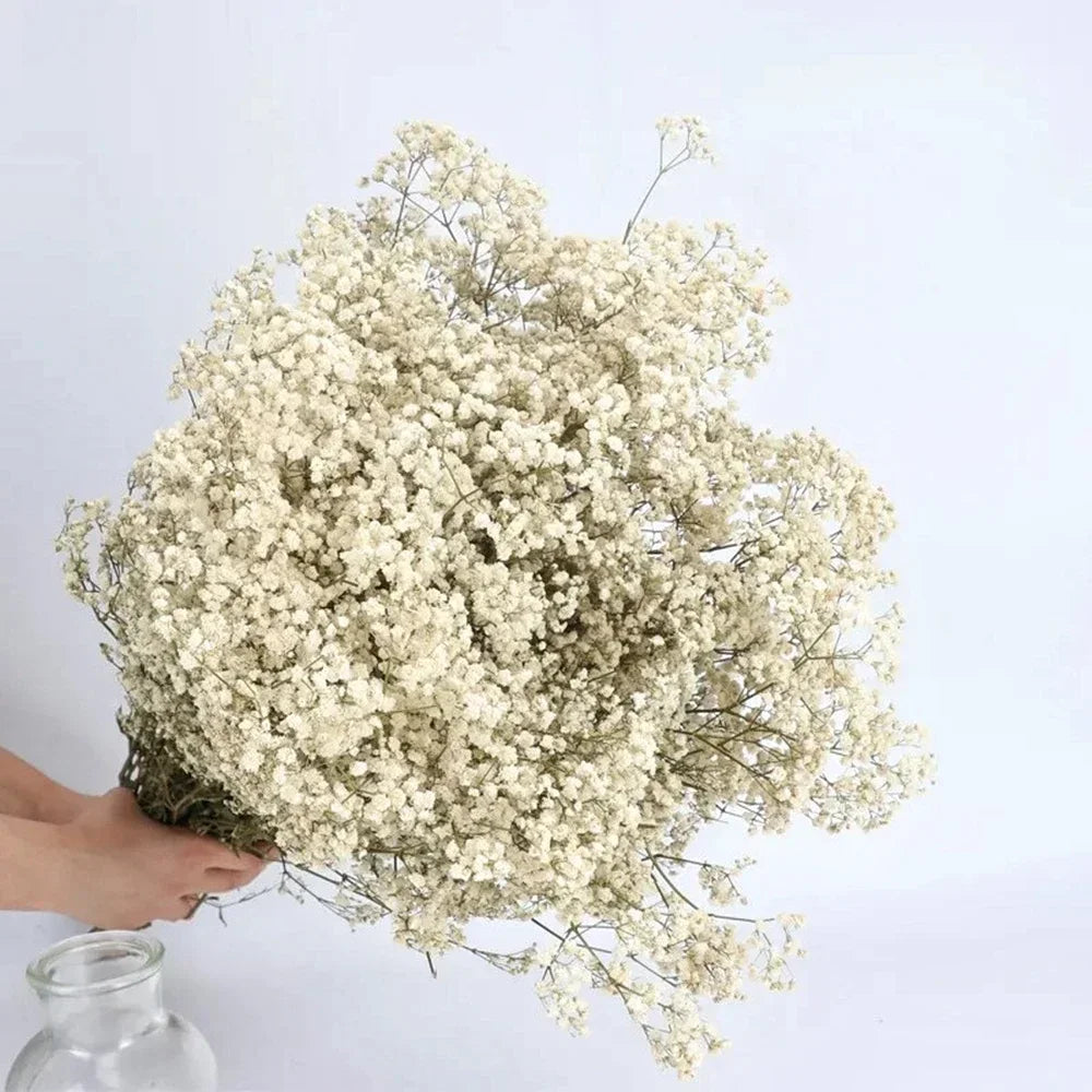 40-50cm Natural Fresh Dried Flowers Gypsophila paniculata,Baby's Breath Flower bouquets,gift & Wedding Decoration,Home Decor