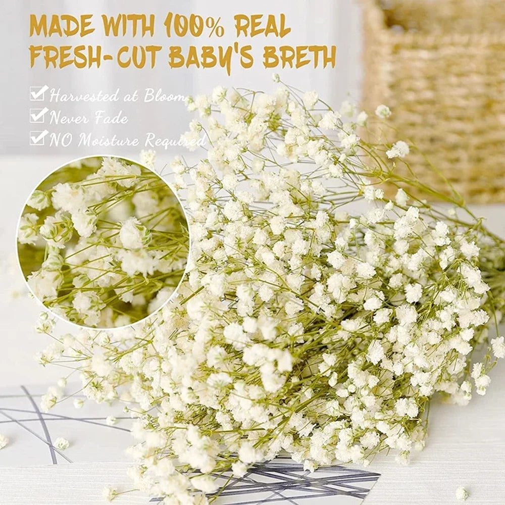 40-50cm Natural Fresh Dried Flowers Gypsophila paniculata,Baby's Breath Flower bouquets,gift & Wedding Decoration,Home Decor